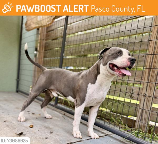 Found/Stray Male Dog last seen Lake Iola & Johnson Rd, Pasco County, FL 33523