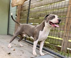 Found/Stray Male Dog last seen Lake Iola & Johnson Rd, Pasco County, FL 33523