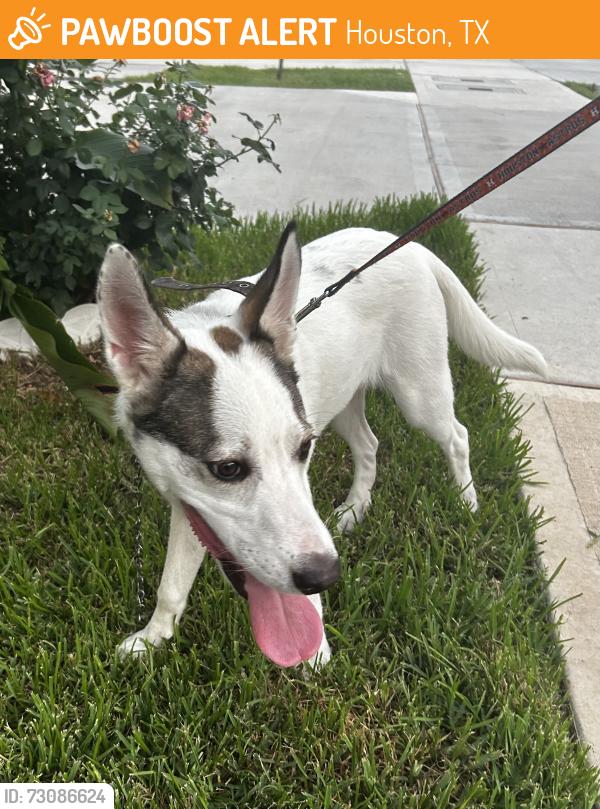 Found/Stray Male Dog last seen Darnell Street, Houston, TX 77025