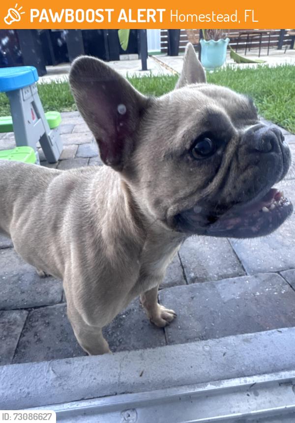 Found/Stray Unknown Dog last seen 133rd Ave and 288 st, Homestead, FL 33032