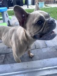 Found/Stray Unknown Dog last seen 133rd Ave and 288 st, Homestead, FL 33032