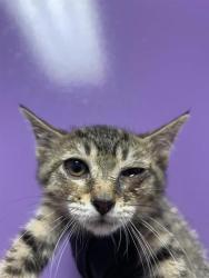 Shelter Stray Female Cat last seen Near mountain ave, CITY of El Paso, TX, 5001 Fred Wilson Ave, El Paso, TX 79906, USA
