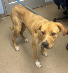Shelter Stray Female Dog last seen Near Gresham Road Atlanta, 30316, 30316, GA, 3280 Chamblee Dunwoody Rd, Chamblee, GA 30341, USA