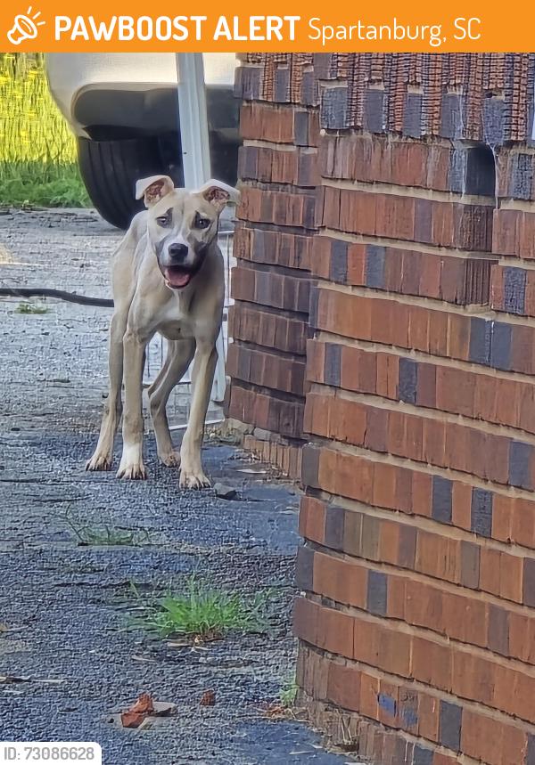 Found/Stray Female Dog last seen W Hampton Ave and S Irwin, Spartanburg, SC 29301