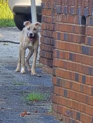 Found/Stray Female Dog last seen W Hampton Ave and S Irwin, Spartanburg, SC 29301