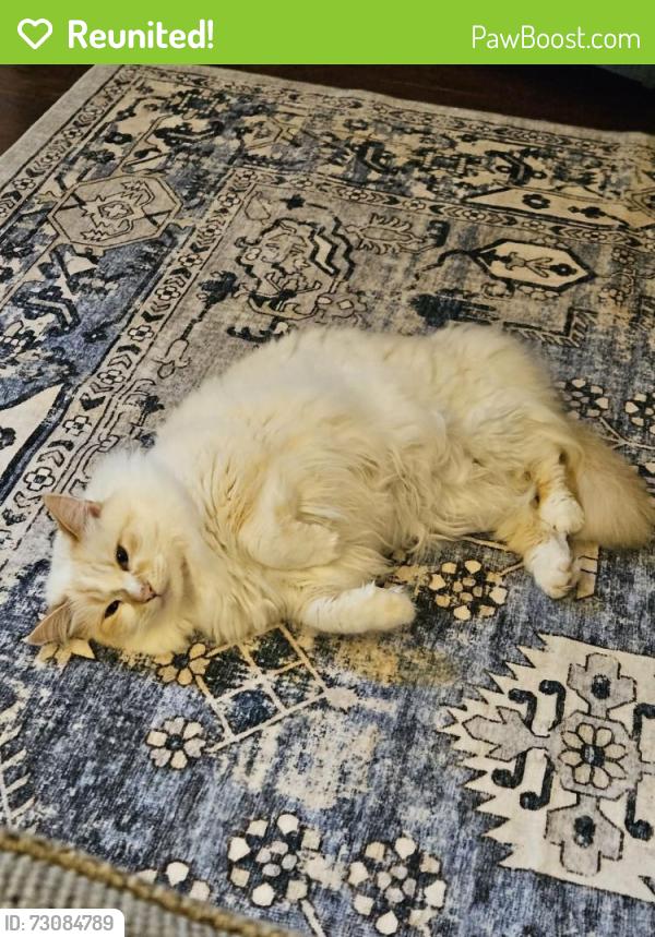 Reunited Female Cat last seen Colebrooke, town and country, and Ferry Road, Fredericksburg, VA 22405