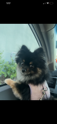 Lost Female Dog last seen Clovis and Jensen, Fresno, CA 93727