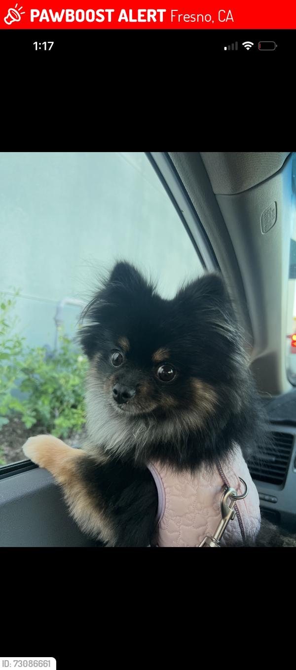 Lost Female Dog last seen Clovis and Jensen, Fresno, CA 93727