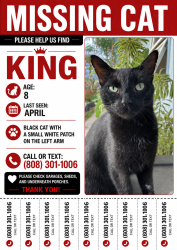 Lost Male Cat last seen Halawa district park, Aiea, HI 96701