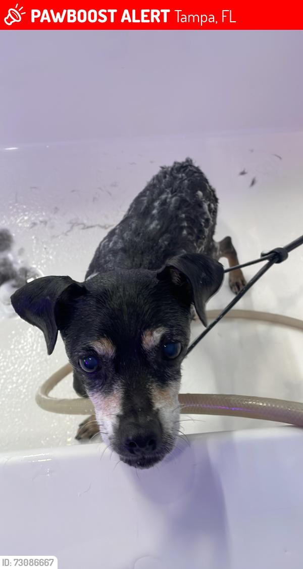 Lost Male Dog last seen Tampa heights area, Tampa, FL 33602