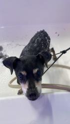 Lost Male Dog last seen Tampa heights area, Tampa, FL 33602
