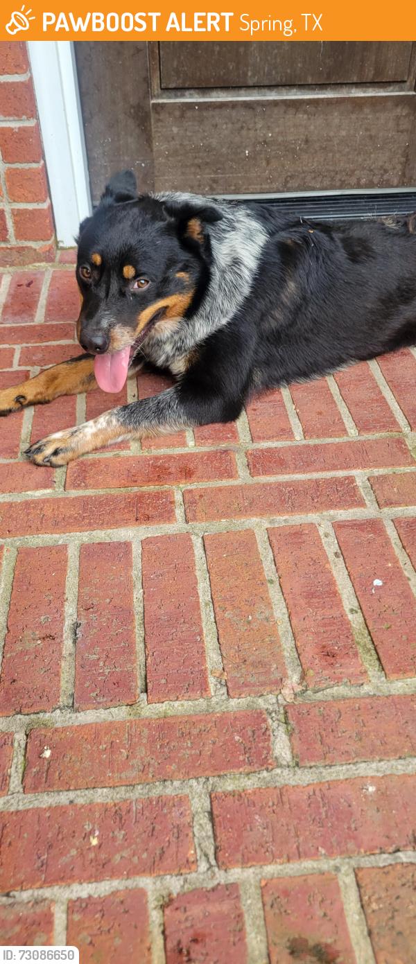 Found/Stray Male Dog last seen Anderson Elementary off knollwood trail, Spring, TX 77373
