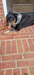 Found/Stray Male Dog last seen Anderson Elementary off knollwood trail, Spring, TX 77373