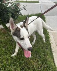 Found/Stray Male Dog last seen Darnell Street, Houston, TX 77025
