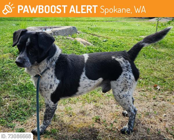 Found/Stray Male Dog last seen 17th avenue and south Ray street, Spokane, WA 99223
