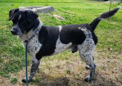 Found/Stray Male Dog last seen 17th avenue and south Ray street, Spokane, WA 99223