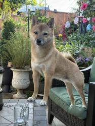 Reunited Male Dog last seen Greenfield & Fairview Ave, Vallejo, CA 94590