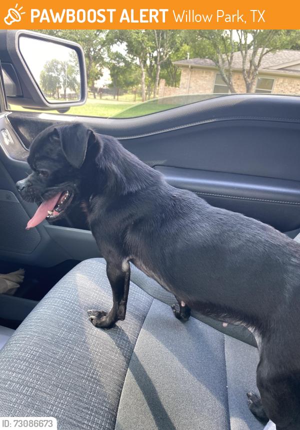 Found/Stray Female Dog last seen Cactus Rd & Squaw Creek, Willow Park, TX 76087