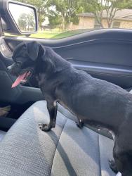 Found/Stray Female Dog last seen Cactus Rd & Squaw Creek, Willow Park, TX 76087