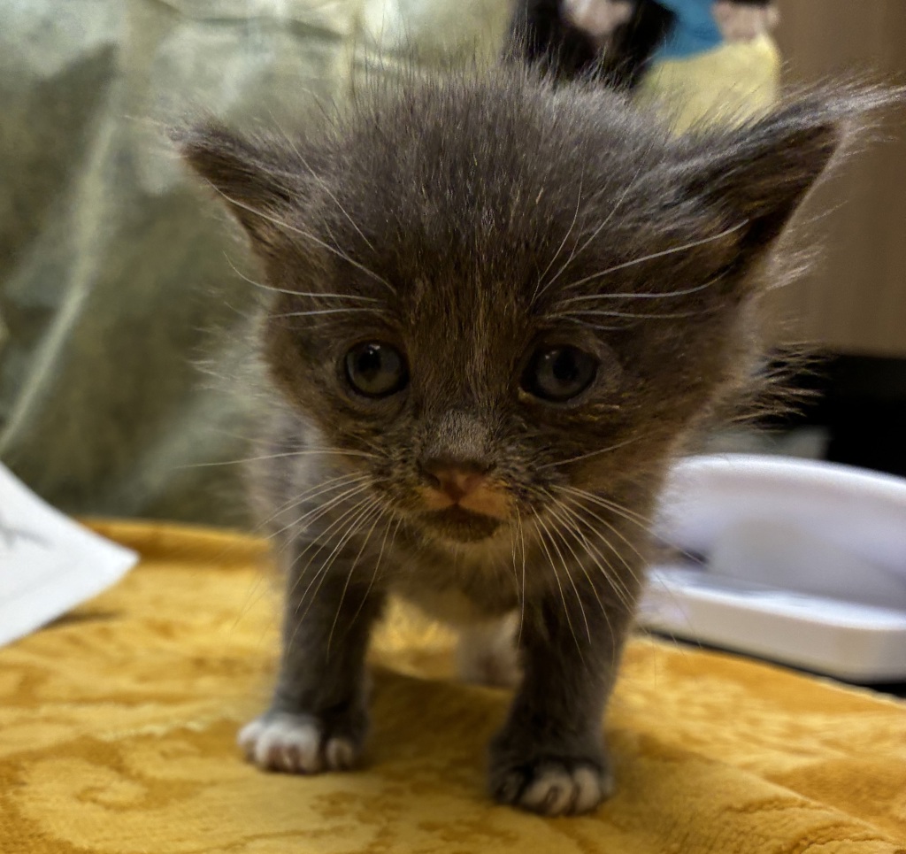 Shelter Stray Female Cat last seen SE 90th ave and SE Woodstock, OR, 1700 W Historic Columbia River Hwy, Troutdale, OR 97060, USA
