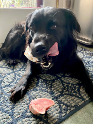 Reunited Female Dog last seen S Pacific Ave & Friendship Ave, Pittsburgh, PA 15224
