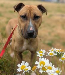 Shelter Stray Male Dog last seen SE 111th Ave + Stark St, PORTLAND, OR, 97216, 1700 W Historic Columbia River Hwy, Troutdale, OR 97060, USA