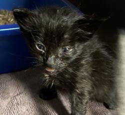 Shelter Stray Female Cat last seen SE 90th ave and SE Woodstock, OR, 1700 W Historic Columbia River Hwy, Troutdale, OR 97060, USA