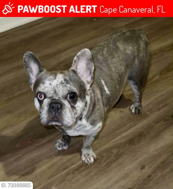 Lost Female Dog last seen Astronaut Boulevard in imperial Boulevard, Cape Canaveral, FL 32920