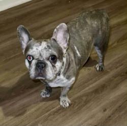 Lost Female Dog last seen Astronaut Boulevard in imperial Boulevard, Cape Canaveral, FL 32920