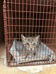 Shelter Stray Female Cat last seen Near Farm To Market 969, AUSTIN, TX, 78725, 7201 Levander Loop bldg a, Austin, TX 78702, USA