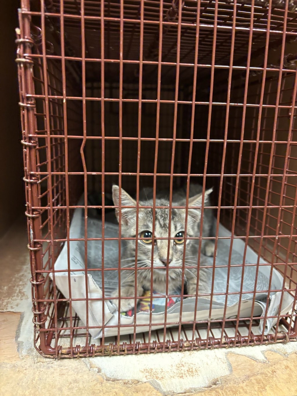 Shelter Stray Female Cat last seen Near Farm To Market 969, AUSTIN, TX, 78725, 7201 Levander Loop bldg a, Austin, TX 78702, USA