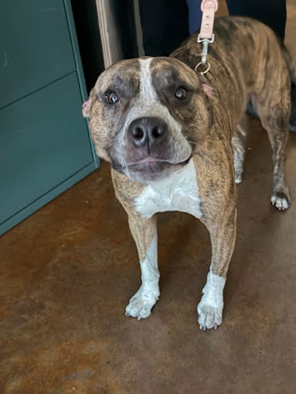 Shelter Stray Female Dog last seen Near Daniel Alexaner, AUSTIN, TX, 78744, 7201 Levander Loop bldg a, Austin, TX 78702, USA
