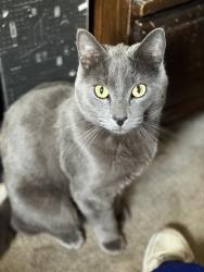 Lost Male Cat last seen 62nd and Quebec, Commerce City, CO 80022