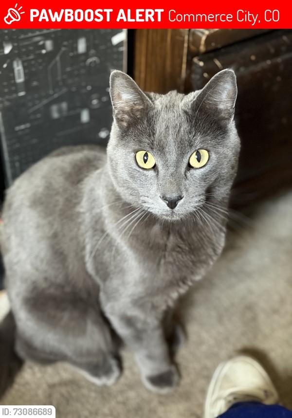 Lost Male Cat last seen 62nd and Quebec, Commerce City, CO 80022