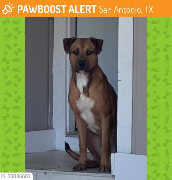 Found/Stray Male Dog last seen Straw Flower and Tealeaf, San Antonio, TX 78238