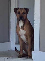 Found/Stray Male Dog last seen Straw Flower and Tealeaf, San Antonio, TX 78238