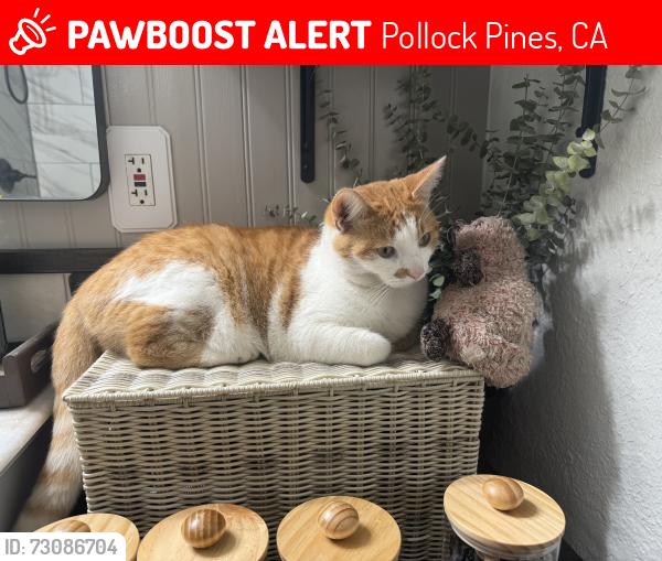 Lost Male Cat last seen Gold Ridge Trail and Onyx, Pollock Pines, CA 95726