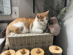 Lost Male Cat last seen Gold Ridge Trail and Onyx, Pollock Pines, CA 95726