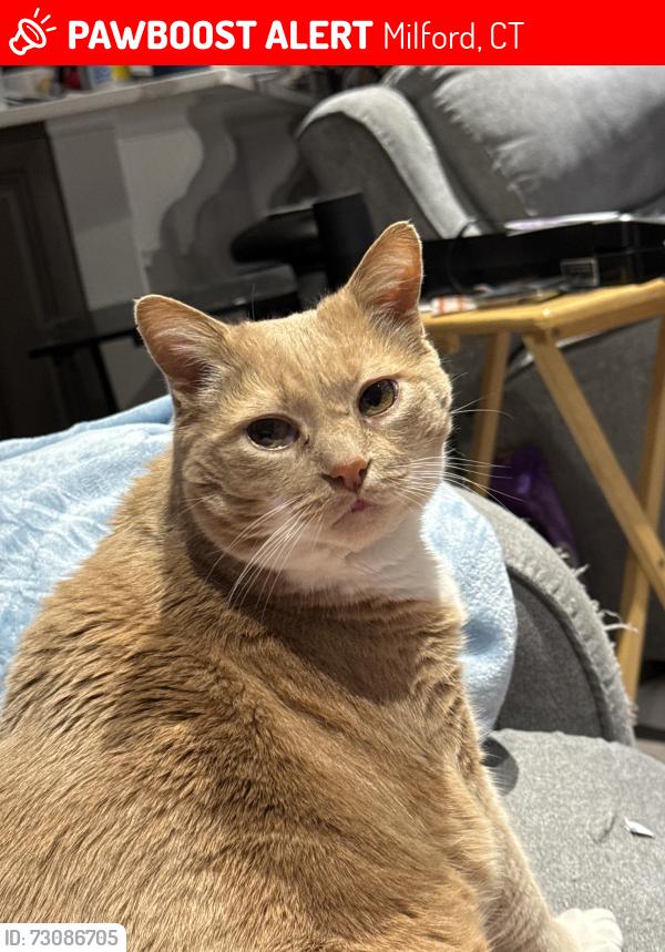 Lost Male Cat last seen Crestwood Rd, Milford, CT 06460