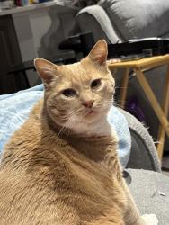 Lost Male Cat last seen Crestwood Rd, Milford, CT 06460