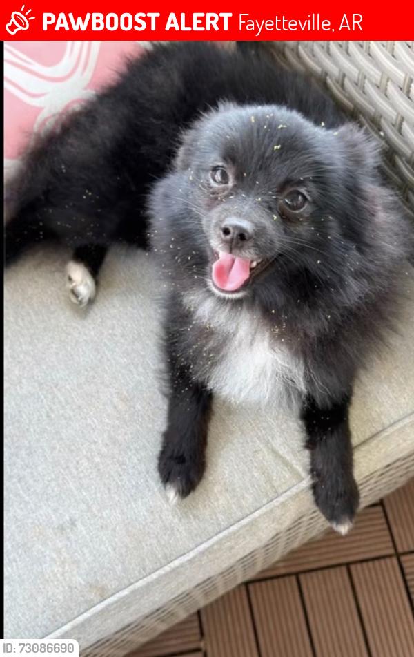Lost Male Dog last seen Hwy 893 and hwy 84 Salen meadows neighborhood, Fayetteville, AR 72704