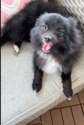 Lost Male Dog last seen Hwy 893 and hwy 84 Salen meadows neighborhood, Fayetteville, AR 72704