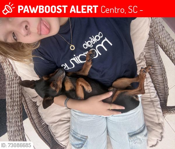 Lost Male Dog last seen Near avenida rua 600, Centro, SC 88330-175