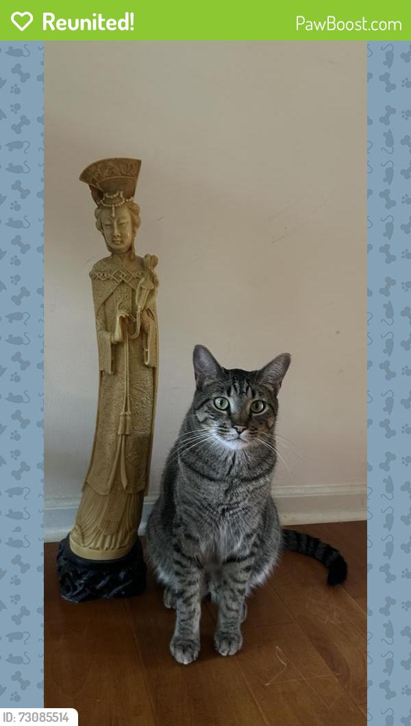 Reunited Male Cat last seen Pike and Elliot , Raleigh, NC 27613