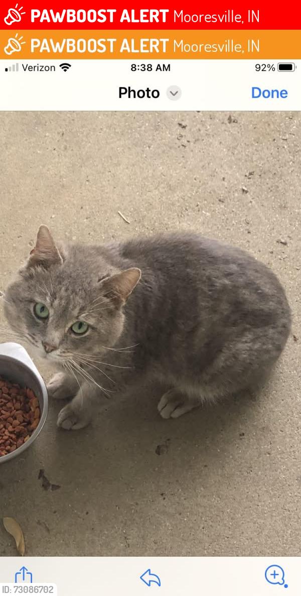 Lost Male Cat last seen Sunbury Drive and Morning Star Dr., Mooresville, IN 46158