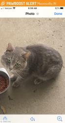 Lost Male Cat last seen Sunbury Drive and Morning Star Dr., Mooresville, IN 46158