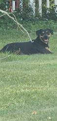 Found/Stray Unknown Dog last seen Powell St and Texas Parkway, Crestview, FL 32536