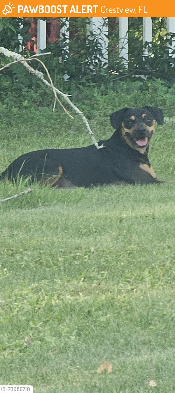Found/Stray Unknown Dog last seen Powell St and Texas Parkway, Crestview, FL 32536