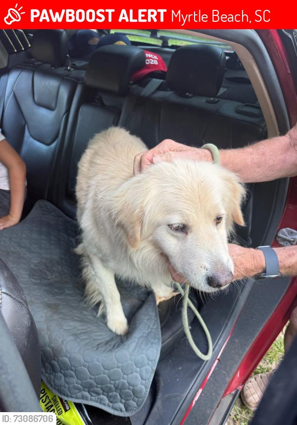 Lost Male Dog last seen Woods behind Harbour Reef Drive Myrtle Beach, Myrtle Beach, SC 29588
