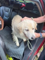 Lost Male Dog last seen Woods behind Harbour Reef Drive Myrtle Beach, Myrtle Beach, SC 29588